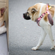 Illustration for article titled Believe it or not, this is a real dog, not a photoshop